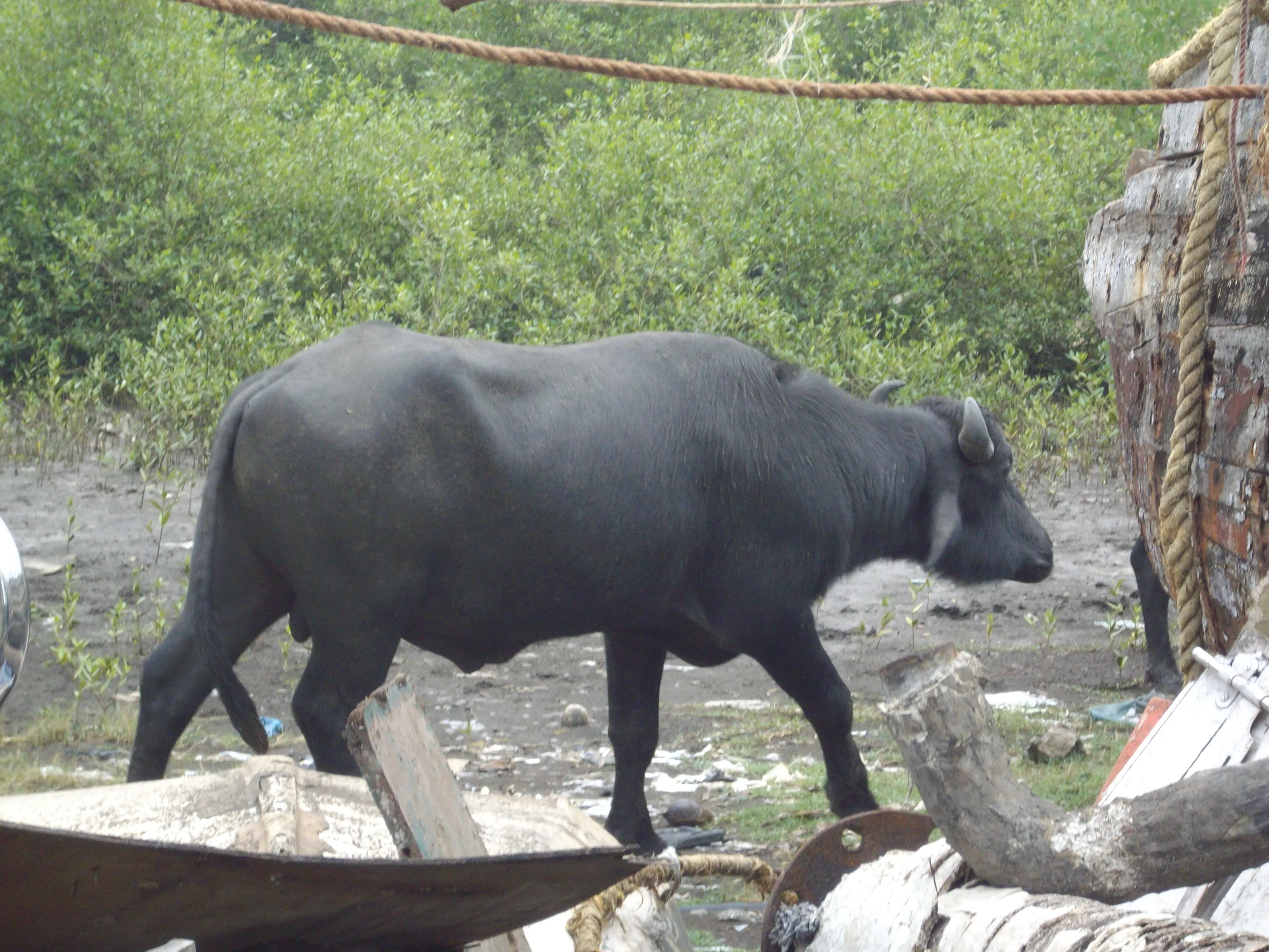 Buffle d’eau près du fort de Bassein (Vasai), région de Mumbai : la viande des burgers « buff » de Bombay