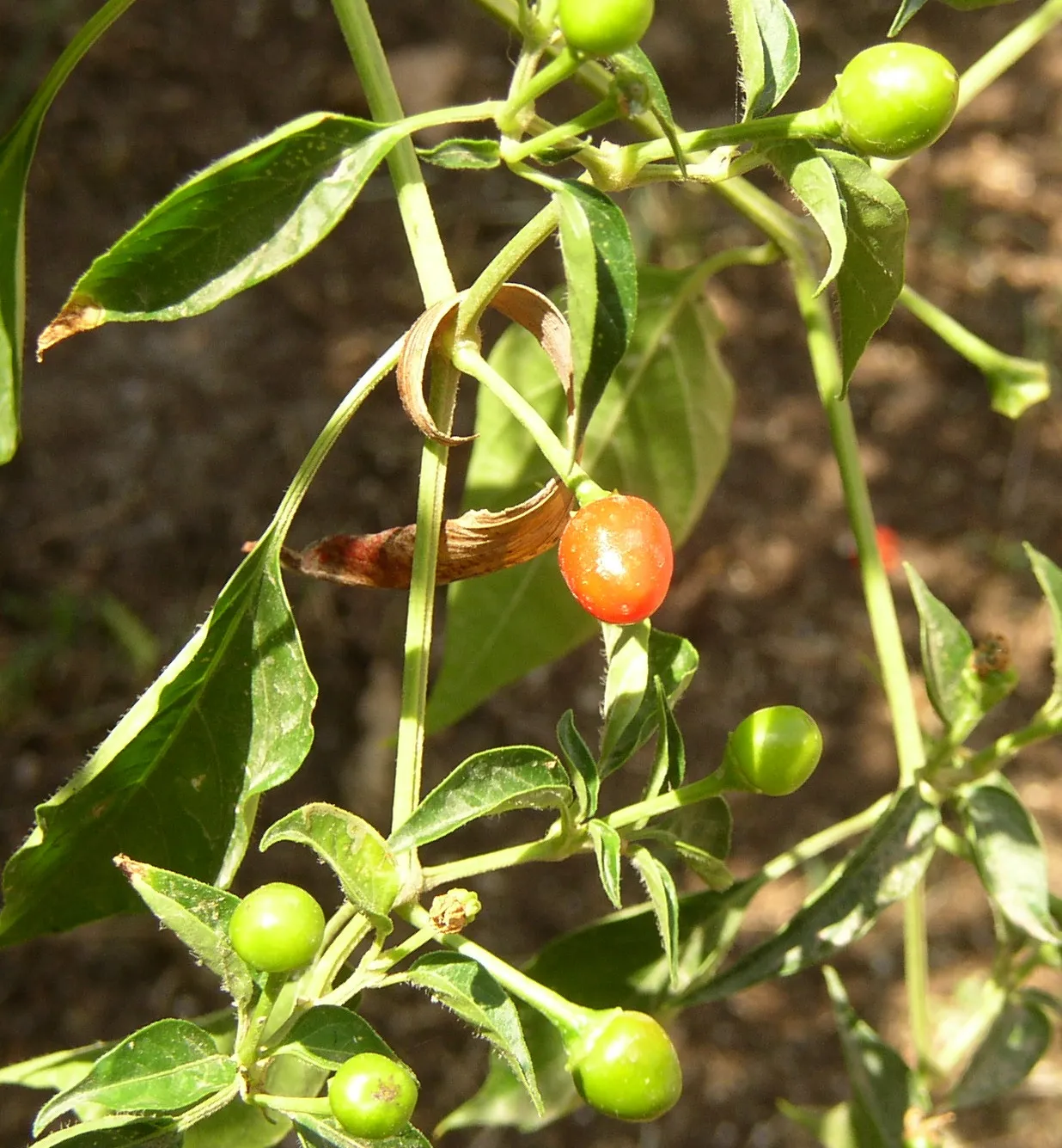 Chiltepín chili plant in Sonora, Mexico, the chili in Burger King Mexico’s Whopper Chiltepín Crunch
