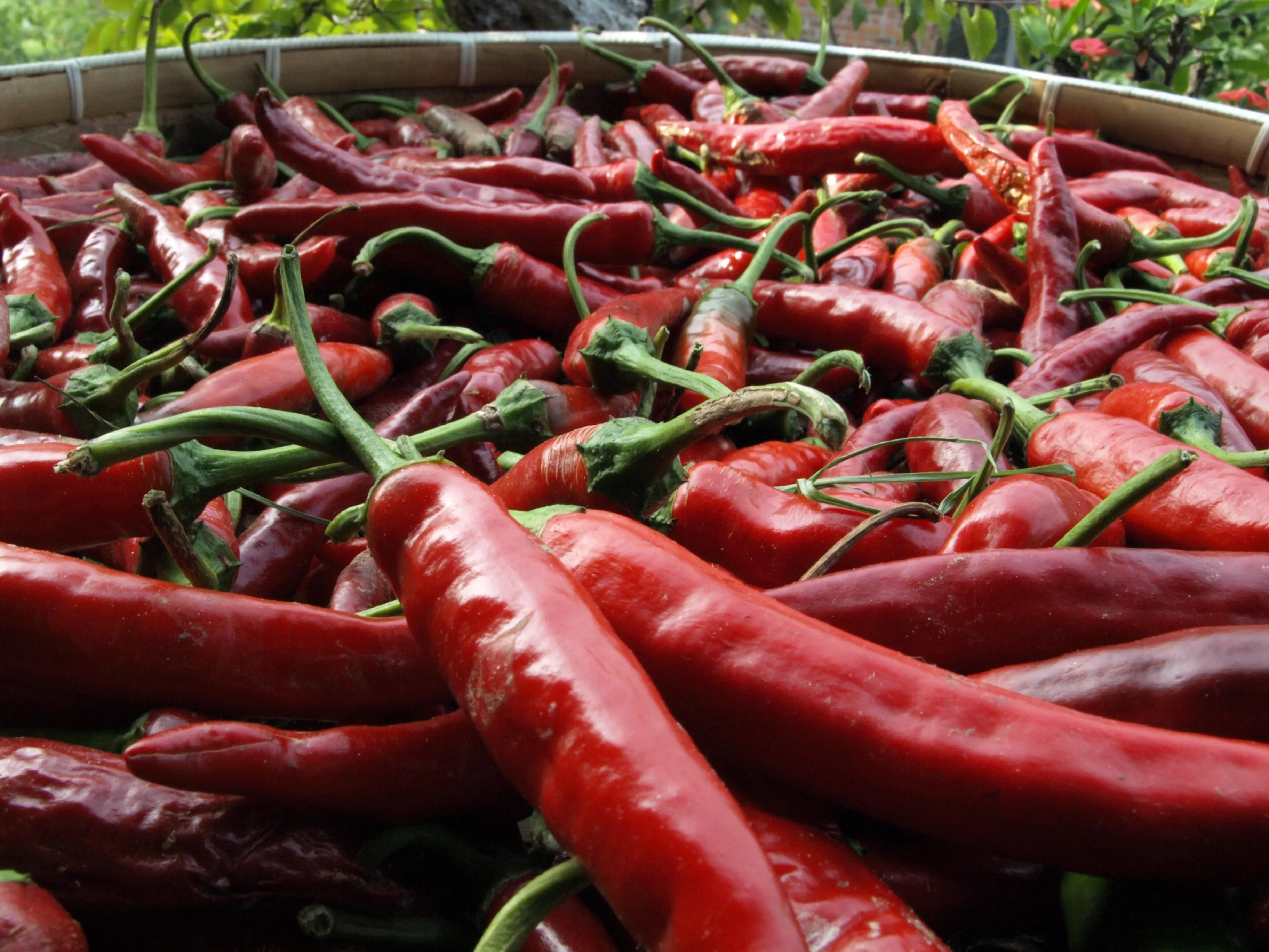 Fresh Korean red chili peppers in a basket, like the Jinju chilies in McDonald’s Korea’s 2026 burger line