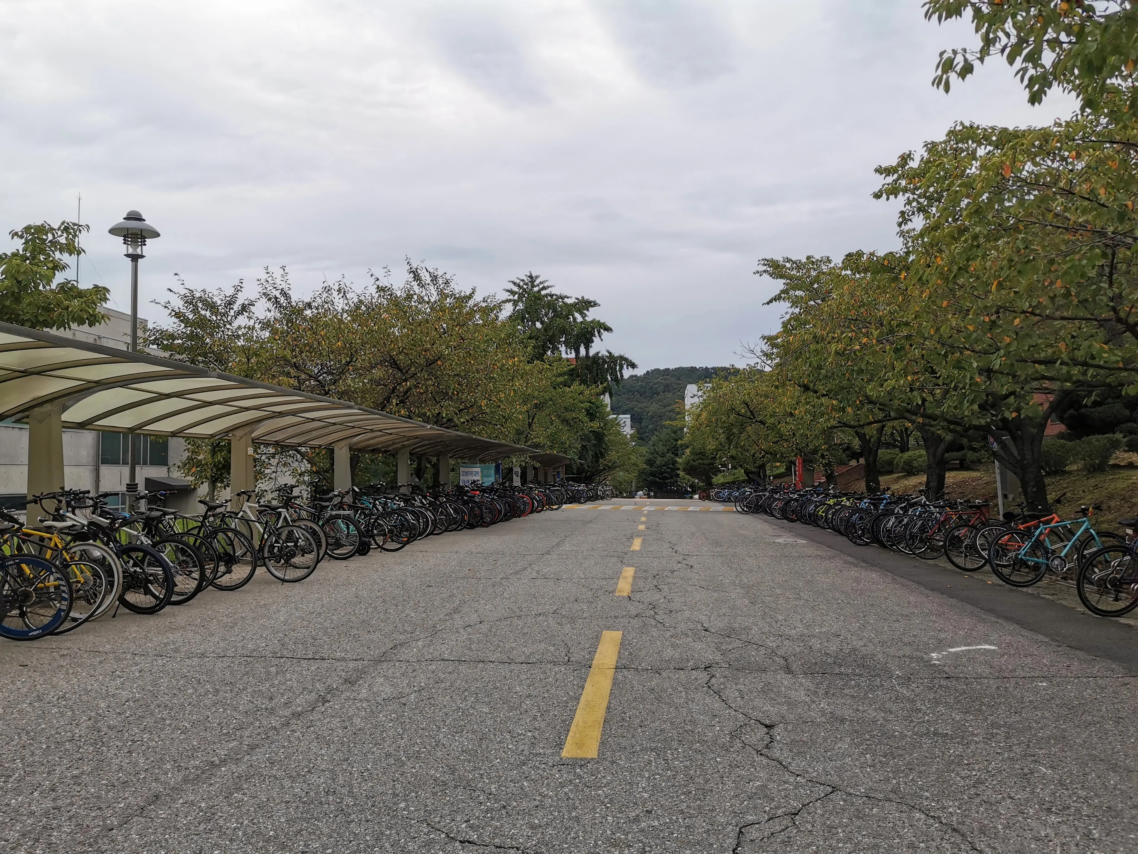 Tree-lined KAIST campus road with student bicycles, near the Burgiz Eoeun burger shop in Daejeon
