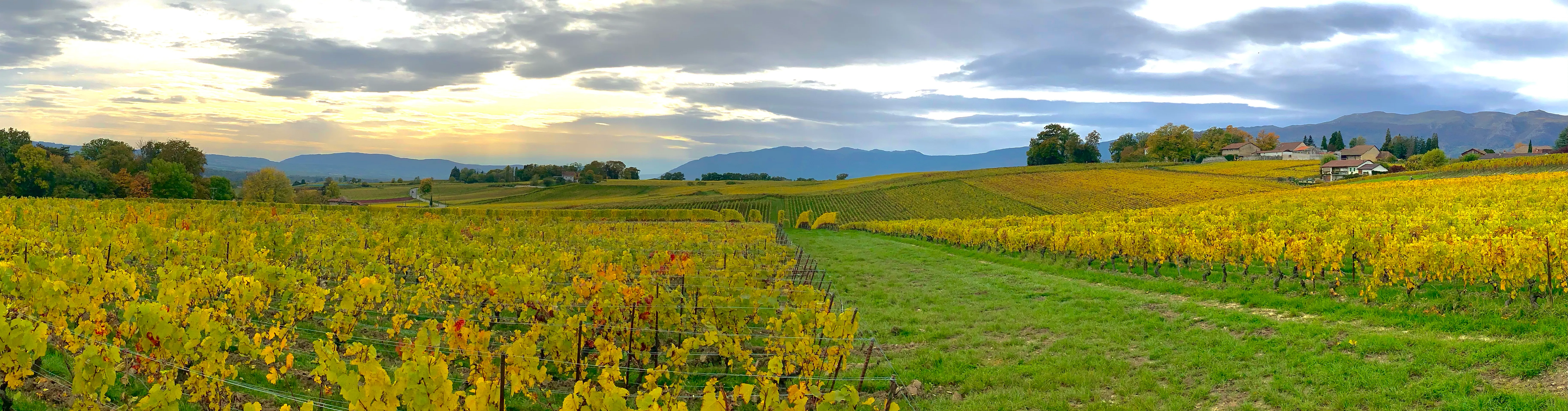 Vineyards of Satigny near Geneva, home of Philippe Chevrier’s Michelin-starred Domaine de Châteauvieux