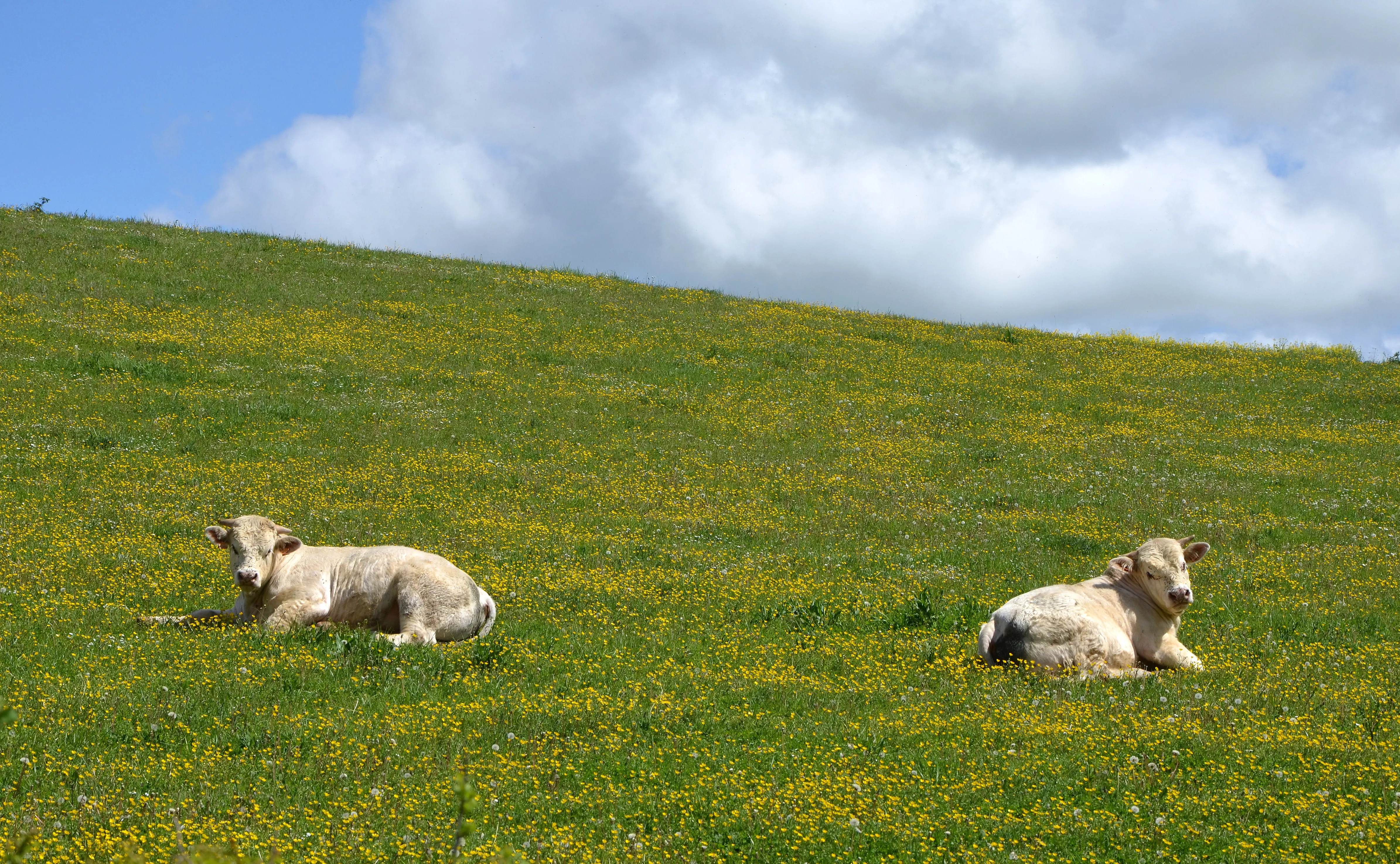 Two white Charolais cattle in a Burgundy meadow, one of the French beef breeds Junk uses for its smash burgers