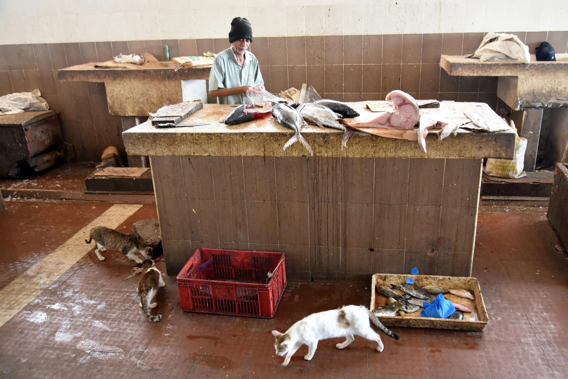 Étals du marché aux poissons de Government Square, dans la vieille ville de Mombasa, sur la côte kényane