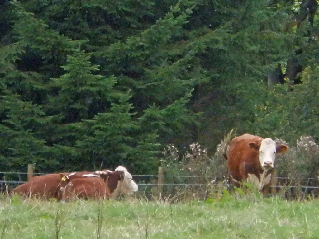 Hereford cattle grazing in Herefordshire, source of grass-fed Hereford beef