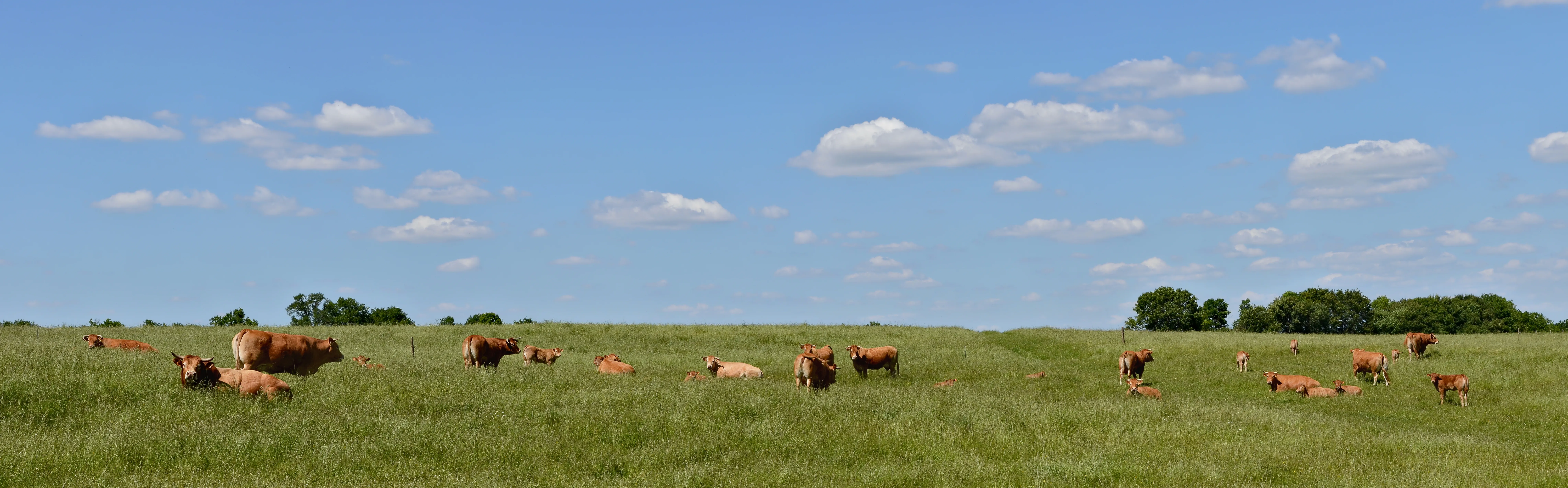 Limousin beef cattle grazing in Charente, the second French breed behind Junk’s beef
