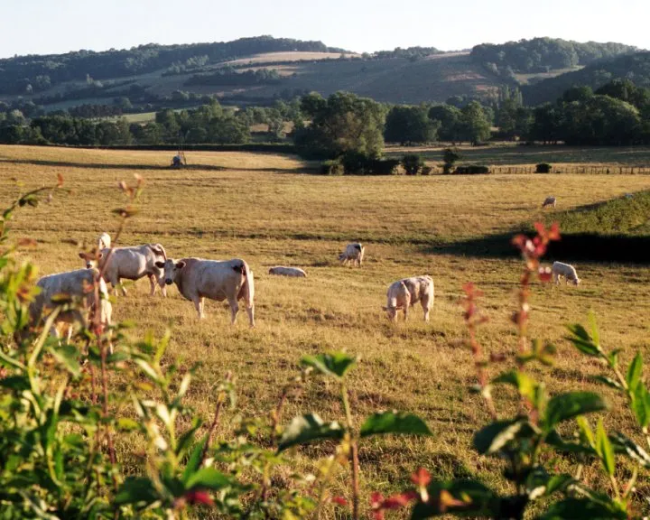 Charolais beef cattle in a Burgundy pasture, a French breed Junk uses for its smash burgers