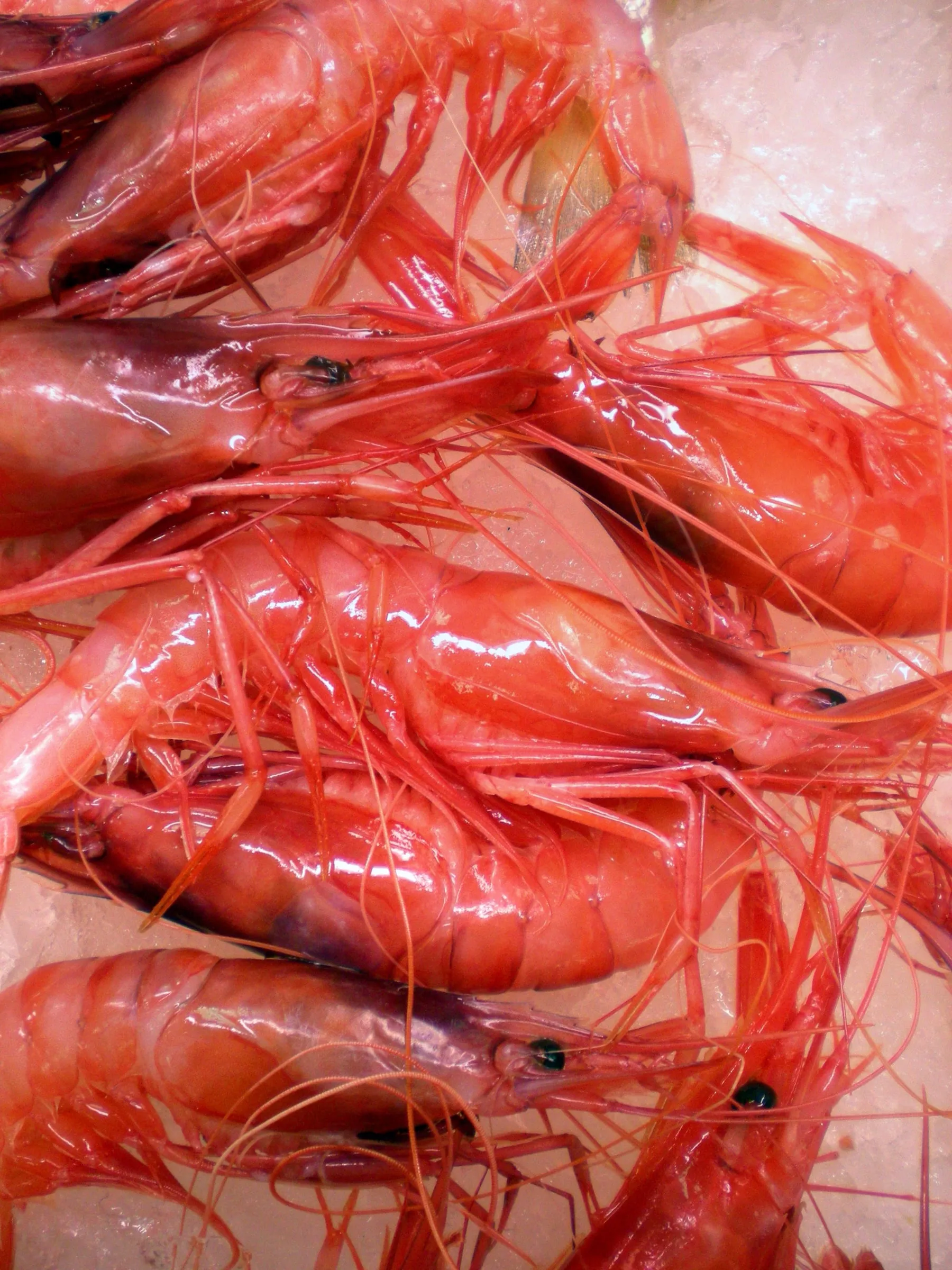 Crevettes rouges crues (Aristeus antennatus), le produit de la caldereta de gamba roja, plat signature de La Prensa à Saragosse